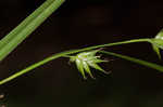 Northern long sedge